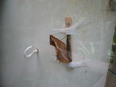 096 Kuranda Butterfly Sanctuary